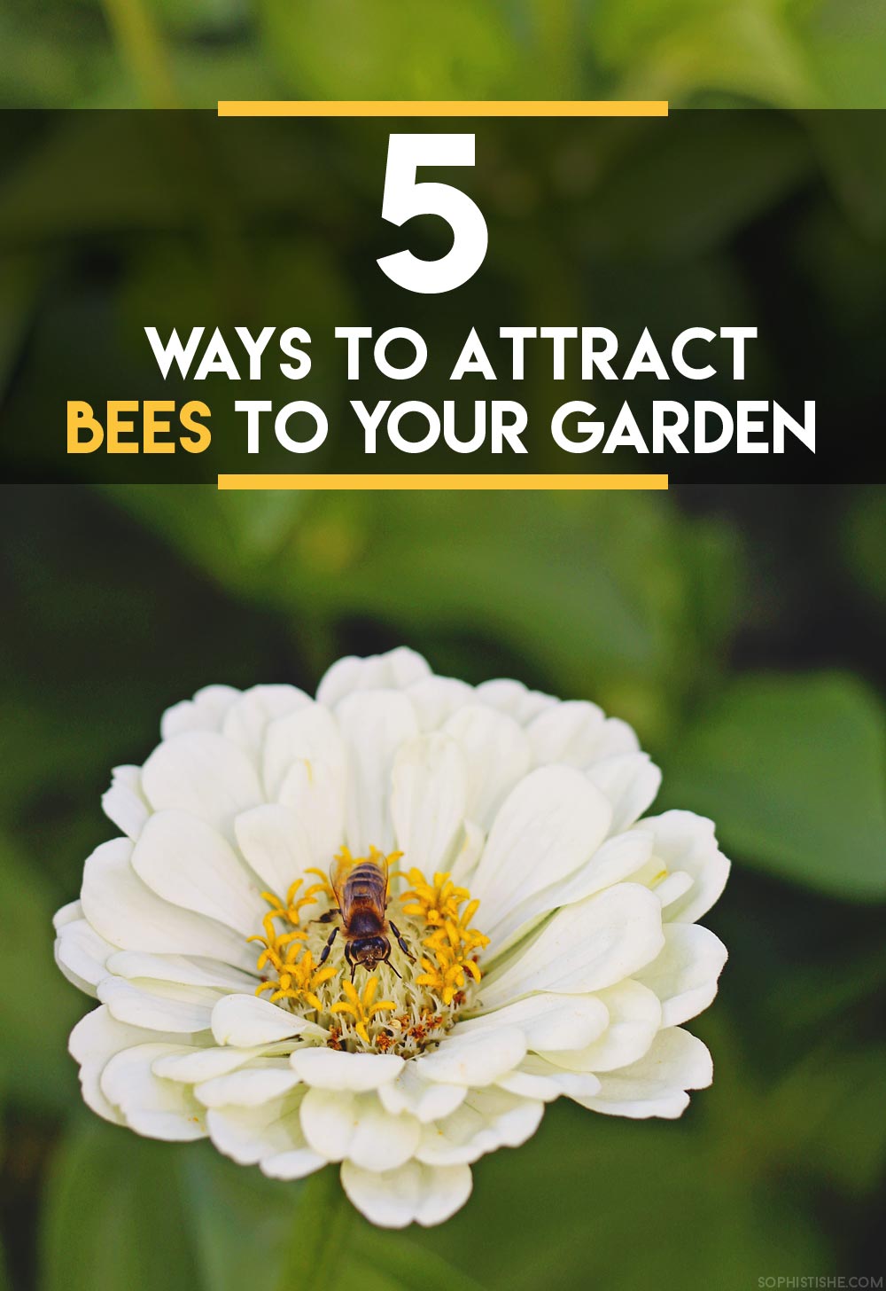 5 Ways to Attract Bees to Your Garden · Gardening
